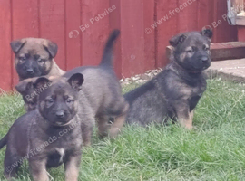 Beautiful German Shepherd X Belgium Malinois (Shepinois) puppies