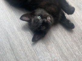Black/dark brown tabby