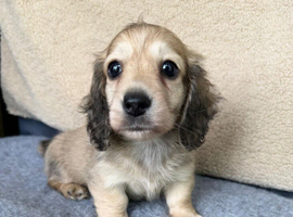 Gorgeous shaded cream boy, 1 remaining