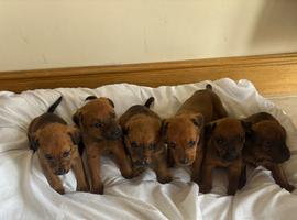 Lakeland terrier x dachshund puppies