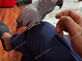 Super tame African grey parrots