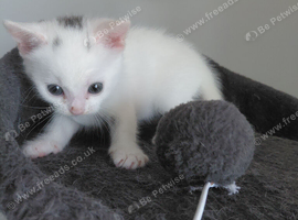 Male kitten ready to go