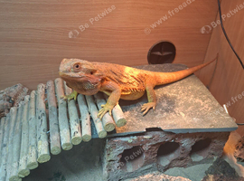 Bearded dragon and vivarium