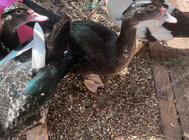 Stunning Muscovy boy