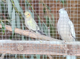 Baby cockatiels