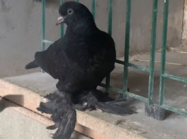 tumbler pigeons looking for new postcode
