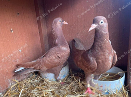2 red pigeons for sale