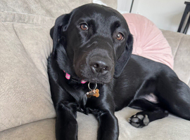 Friendly, House-Trained 9-Month-Old Female Puppy