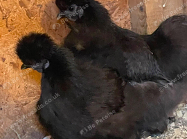 2 black silkie pullets