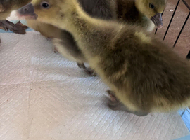 Goslings for sale