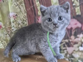 British short hair kittens