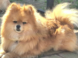 Beautiful pomeranian pups