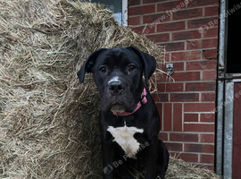 Black cane Corso