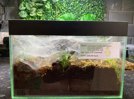 Curtain Web Spider with Full Set Up (Collection Only) at Birmingham Reptiles)