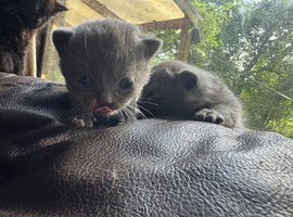 4 beautiful healthy British shorthair kittens