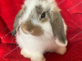 Gorgeous Pure Mini Lop Rabbits