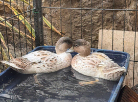 Male and female Bonded Pair of 6Week Call Ducks &ndash; &pound;70 for Pair