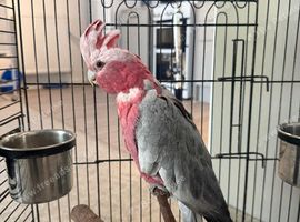 Female Ghala cockatoo beautiful parrot