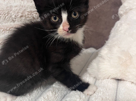 Kittens for sale
