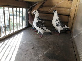 Coloured Racing pigeons for sale