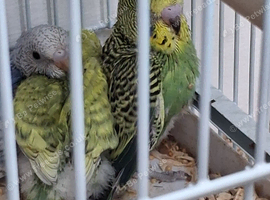 Budgie