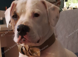American bulldog x Staffordshire bulldog terrier