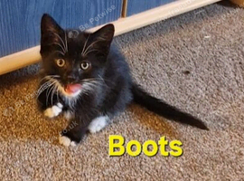 4x Beautiful Black and White Boy Kittens