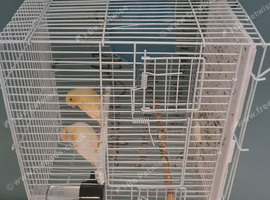 2 male baby canary 3month old