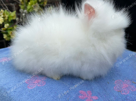 Lionhead Rabbits