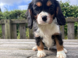 Gorgeous Cavalier Puppies