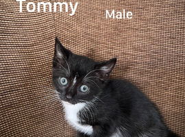 Kittens for sale