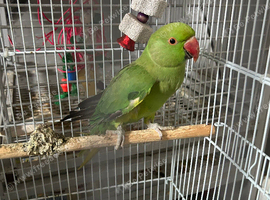 FOR SALE