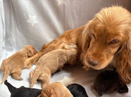 Stunning working cocker spaniel puppies