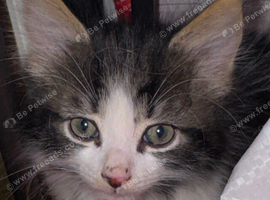 Kitten female
