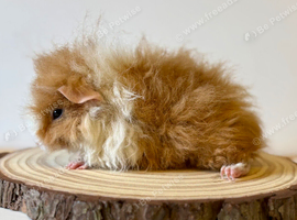 A selection of pigs looking for new homes