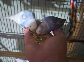 Male and female budgie