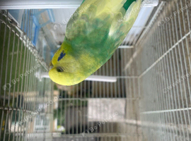 Blue budgies