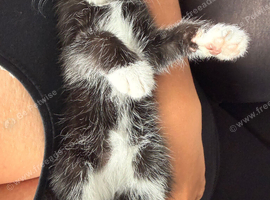 Black & White Female Kitten