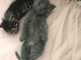 Four beautiful tabby kittens just three weeks old atm.