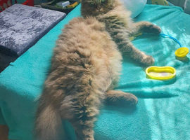 Fluffy Norwegian Forest x Persian Boy Ready for Adoption