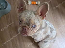 Isabella lilac merle Frenchie