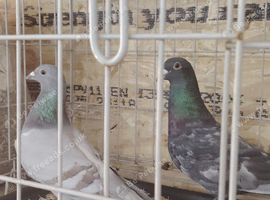 Pigeon for sale