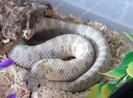 Western hognose frost male.