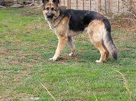 4 year old German Shepherd bich