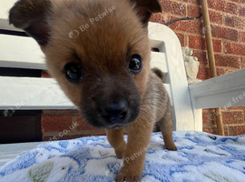 Adorable Jack-A-Pom Boy &ndash; Ready for His Forever Home!