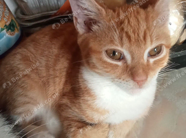 For sale a stunning ginger male 6 months old HAND-REARED