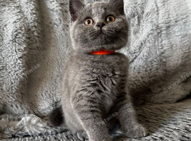 Ready Now - Tica registered Scottish Fold & Straight kittens