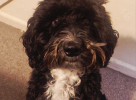 Cockapoo Male Black F1 4 years old