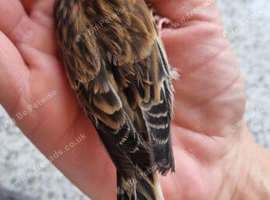 Linnet cock