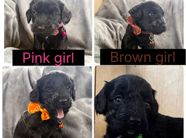 Beautiful litter of corkiepoos
